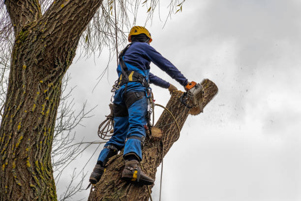 How Our Tree Care Process Works  in  Baileys Crossroads, VA